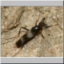 Tachydromyia sp - Langbeinfliege 4mm 02a.jpg